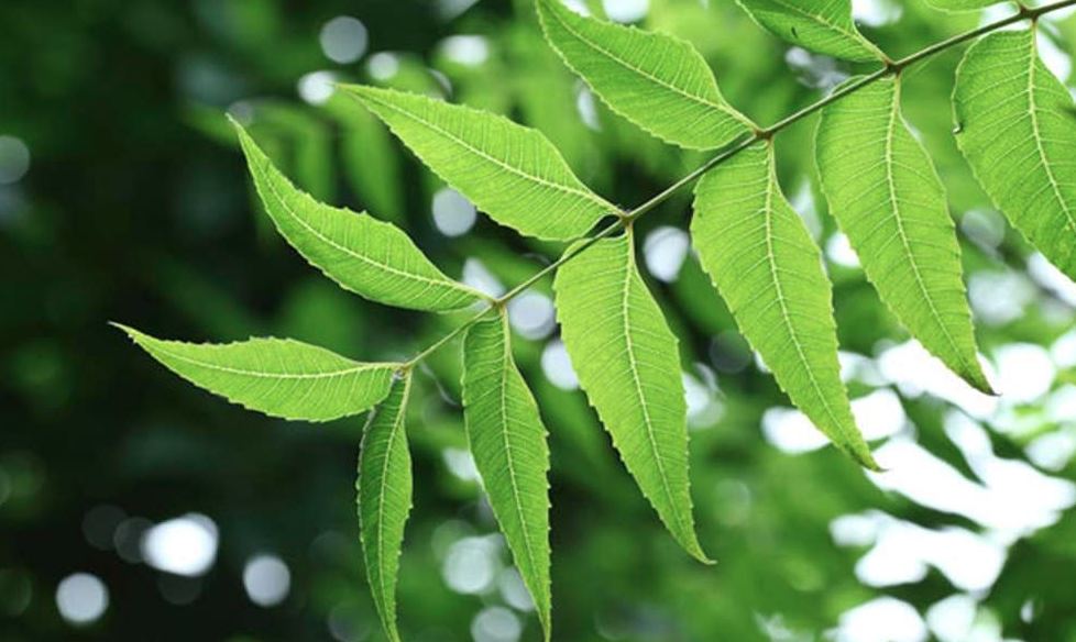 neem leaves